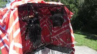 Drain Captives Billy And Lilly Fly Free Into A Noisy Flying-fox Colony