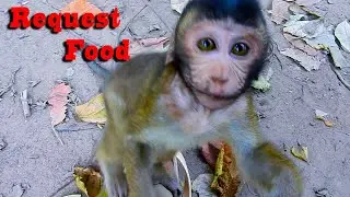 Adorable Monkey Tobias Request Food for to eat with his Mom | So love and funny with monkey Tobias