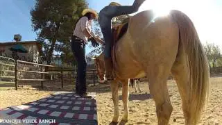 TVR Harmony with Horses Program