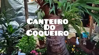 Refiz o canteiro do coqueiro 