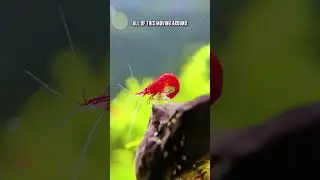 The Secret To THRIVING Aquarium Shrimp