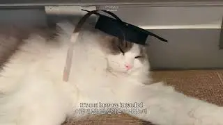 🎵 졸업 축하해 (Graduate - GRAHAM / 가사해석)