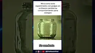 AS&Iacute; FUNCIONA el FAMOSO EXPERIMENTO con PULGAS 🧪🪳 #shorts #experimento #pulga
