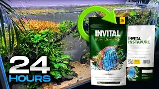 Regeneration of aquarium absorbent that creates crystal clear water - INVITAL InstaPure