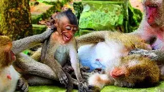 Amari not give milk to Lori while she very hungry, Very pity on Lori She persuade mum many times