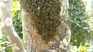 Swarm of Japanese honeybees