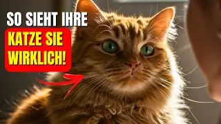 Wie sehen Katzen Menschen wirklich? Das wird Sie überraschen!