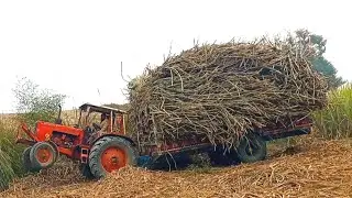 Belarus MTZ 50 Pulling Sugarcane Trolley | Belarus Most Powerful Tractor 