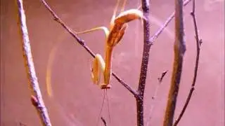 Mantodea (praying mantis, bad molt)