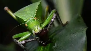 Siliquofera Grandis Leaf Katydid feeding - Sauterelle Feuille nourissage