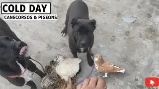 Cold 🥶 morning with my two cane corso and my pigeons with chicks