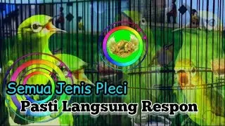 Koloni Pleci Nembak + suara pleci Betina‼️ pleci Bahan auto emosi, Cocok Untuk Melatih Mental Pleci
