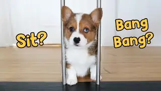 Training 10 Week Old Corgi (Blue) Tricks | Clicker Training
