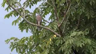 EOS R5 8K Bird Tracking AF