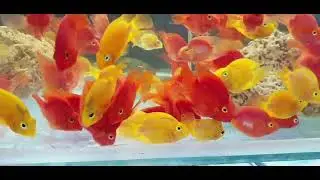 kunal aquarium Gwalior