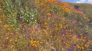Walker Canyon Poppy Fields Lake Elsinore