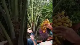 Pohon kurma berbuah di Kediri Jawa #kurma #shorts