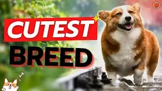 Cutest dog breed in the world in 2023