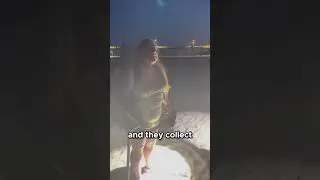 How to Identify Male and Female Ghost Crabs!