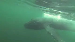 Jim Moore Krill Feeding Humpback