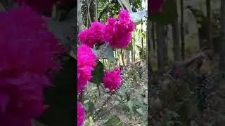 Flower garden#paper flower #pink colour #my home
