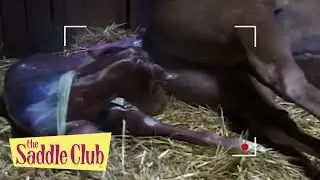 The Saddle Club - Gift Horse | Season 01 Episode 15 | HD | Full Episode