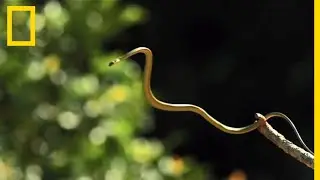 Le serpent volant, sp&eacute;cialiste du vol plan&eacute; entre les arbres