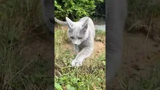 Outdoor cat toilet: how I made it #cat