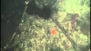 Henricia leviuscula leviuscula