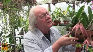 My Sunday Orchid Chat - Comparing Different Media Types Can Give False/Misleading Results