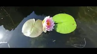 Die Seerose - Zeitraffer