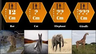 animal height comparison | height comparison on animal kingdom