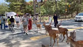 信号が青の時に渡る鹿の群れを見るのが大好きです🦌🌿| Nara Park Deer 🦌 in Japan ( 日本旅行Vlog 2026 )