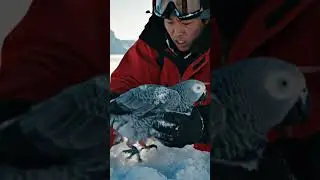 A Parrot frozenAntarctica breaking man hand #shorts  #shortsfeed #love #viral #viralvideo #tending