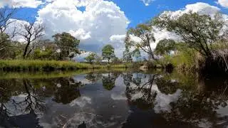 Pobblebonk Soundscape. Frogs and birds at a creek.