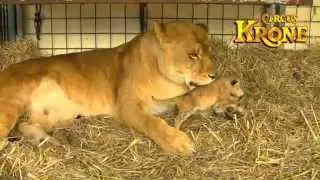 Circus Krone TV- Lion Babies