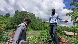 How to apply organic manure