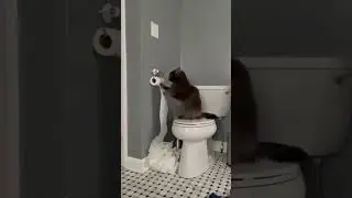 Giggle Galore #26: Best Animal Fails and Wins
