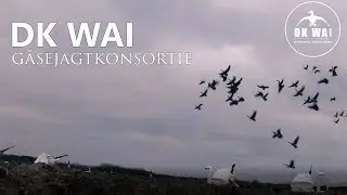 KOM P&Aring; G&Aring;SEJAGT MED DK WAI - GOOSEBUSTERS