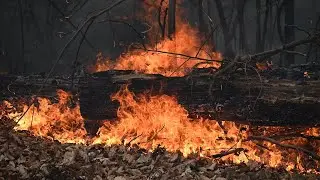 New York State parks employee dies while helping fight wildfire