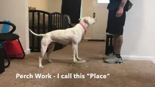 Do More With Your Dog - Intermediate trick video
