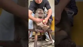 Old Man, You Eat First Again! #Emei Mountain Monkey #One-Armed Monkey