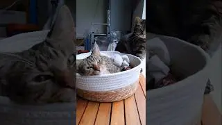 My cats are always looking for eachother&hearts;️ #catlovers #cat #catshorts #cute
