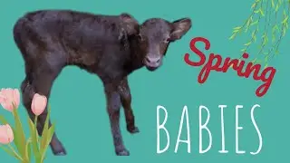 Spring Calves!
