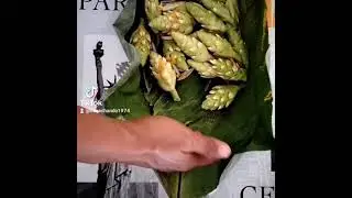 El Macuz