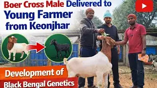&ldquo;Boer Cross Male Sold for Breed Development | ଉନ୍ନତ ଛେଳି ଜାତି ପାଇଁ ଏକ ପଦକ୍ଷେପ&rdquo;। @Krushaksathiodisha 
