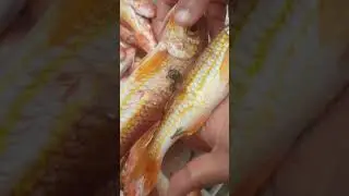 ALHOCEIMA FISH #الحسيمة_سمك