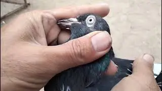 For sale.+92 314 4581391 #pigeon #birds
