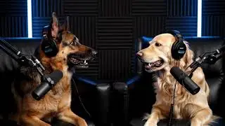 Dogs Talk About Crazy Cat Moments!