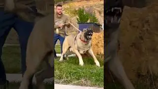 Unleash Hell: The Mighty Kangal Shepherd - Power, Protection  Personality #kangal #kangalshepherddog